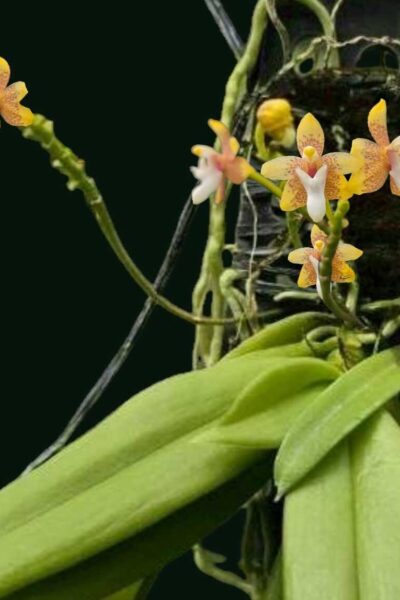 Grosourdya appendiculata