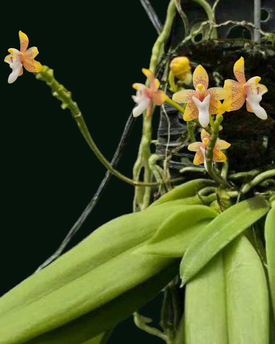 Rare Orchid Grosourdya Appendiculata For Sale - SibOrchid.com