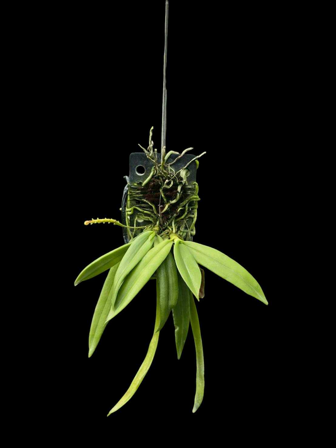 Rare Orchid Grosourdya Appendiculata For Sale - SibOrchid.com