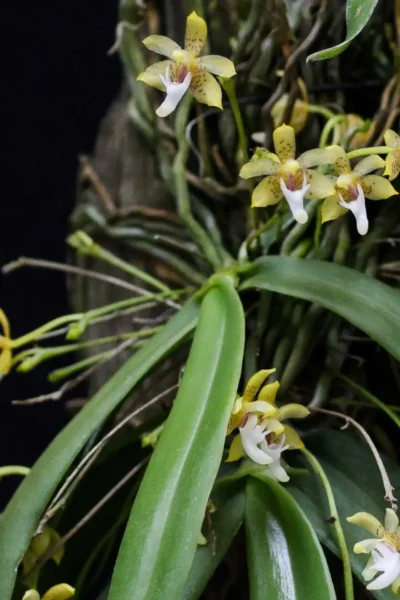 Grosourdya appendiculata