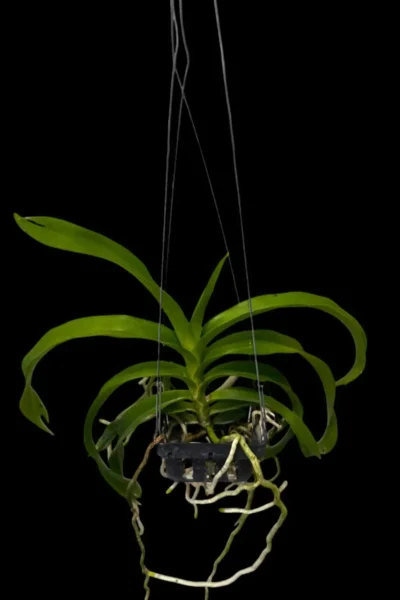 Vanda_denisoniana