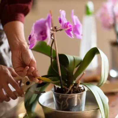 The Ultimate Guide To Summar Orchid Care