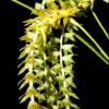 dendrochilum magnum