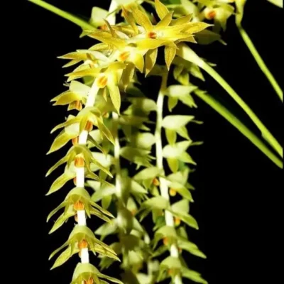 Dendrochilum magnum