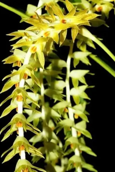 dendrochilum magnum