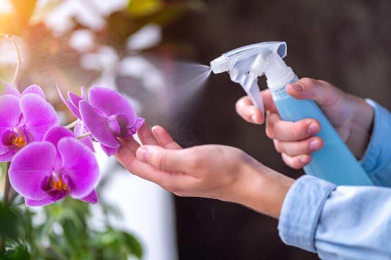 The Ultimate Guide To Summar Orchid Care orchid plant for sale