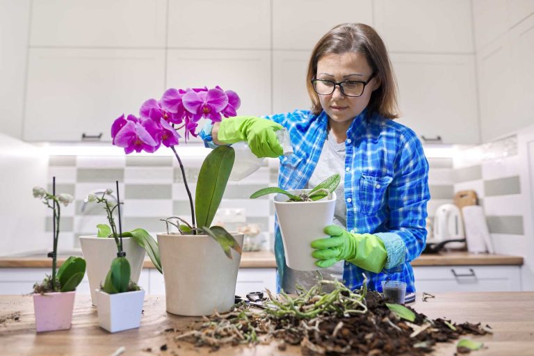 The Ultimate Guide To Summar Orchid Care orchid plant for sale