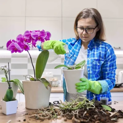 Preparing the Right Growing Medium: Building a Healthy Orchid Mix