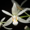 coelogyne flaccida
