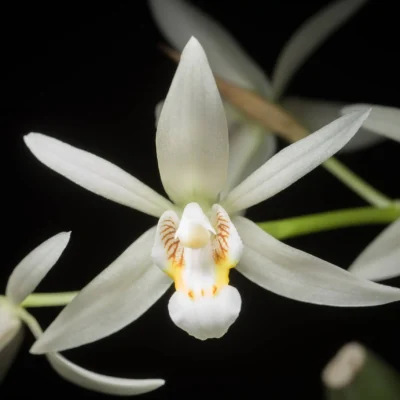 Coelogyne flaccida