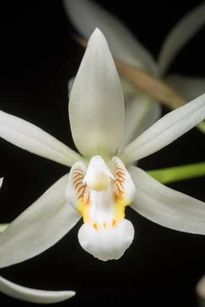 coelogyne flaccida