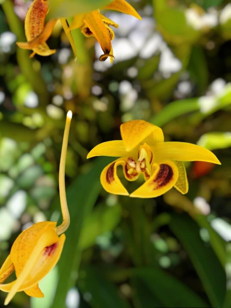 Contact orchid plant for sale