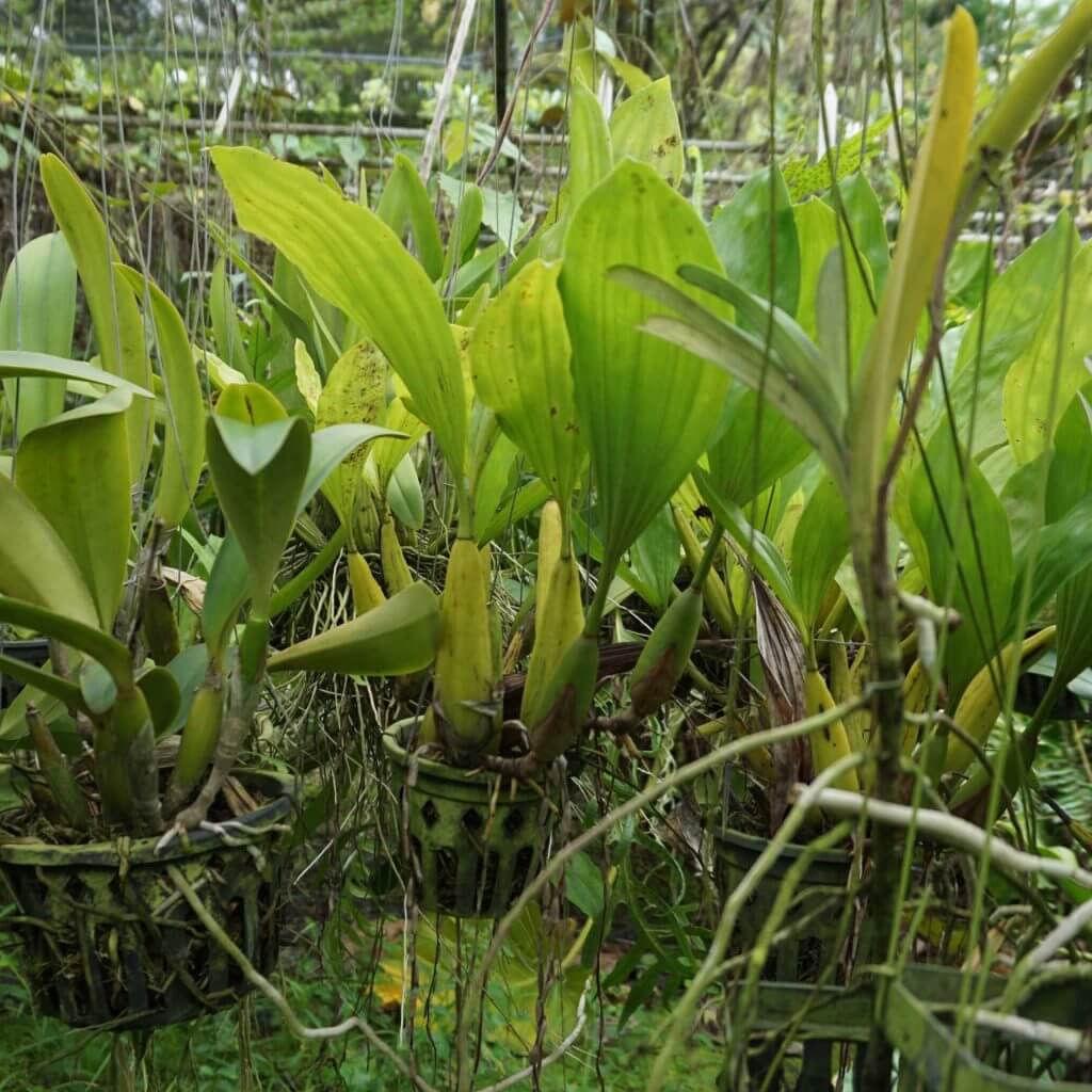 How to Increase the Humidity for Your Orchid. orchid plant for sale