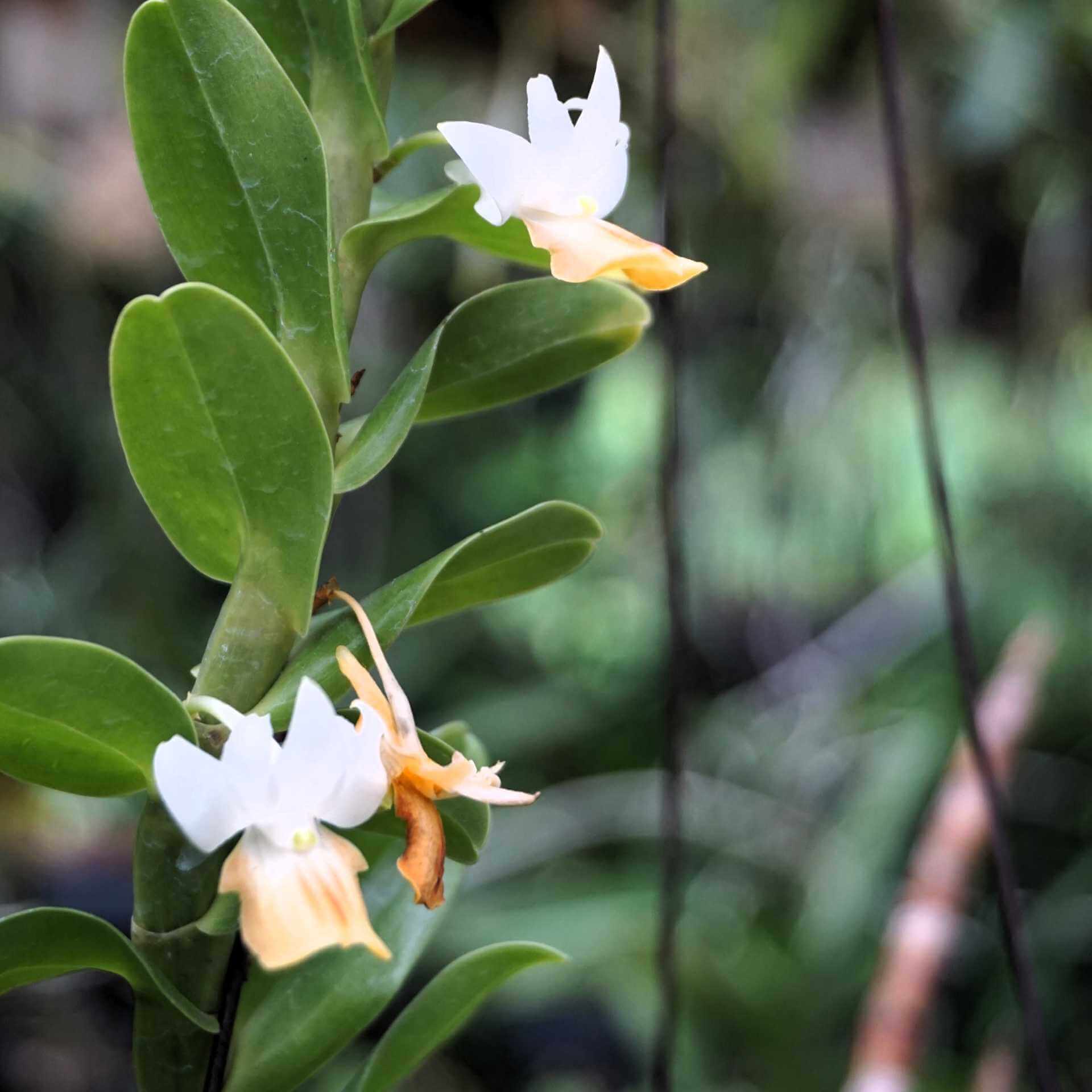 Dendrobium ellipsophyllum siborchid.com