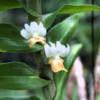 Dendrobium ellipsophyllum siborchid.com
