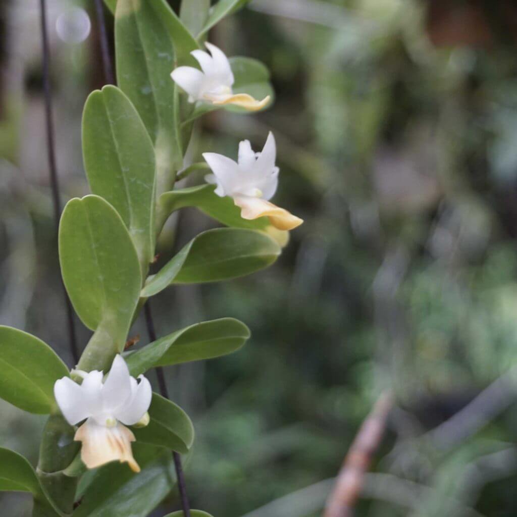 Dendrobium ellipsophyllum siborchid.com
