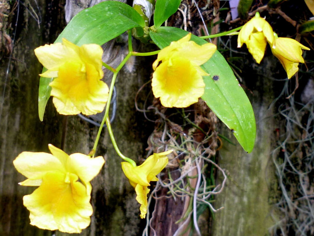 Image #1 from Nancy Anne Rowe