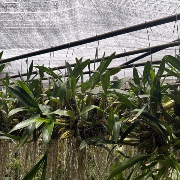 How to Increase the Humidity for Your Orchid. orchid plant for sale