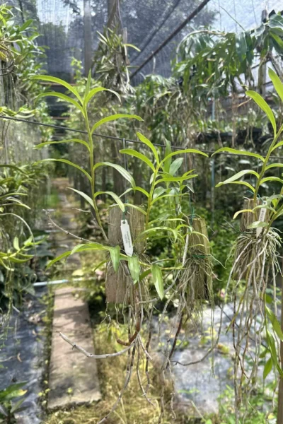 Dendrobium lituiflorum