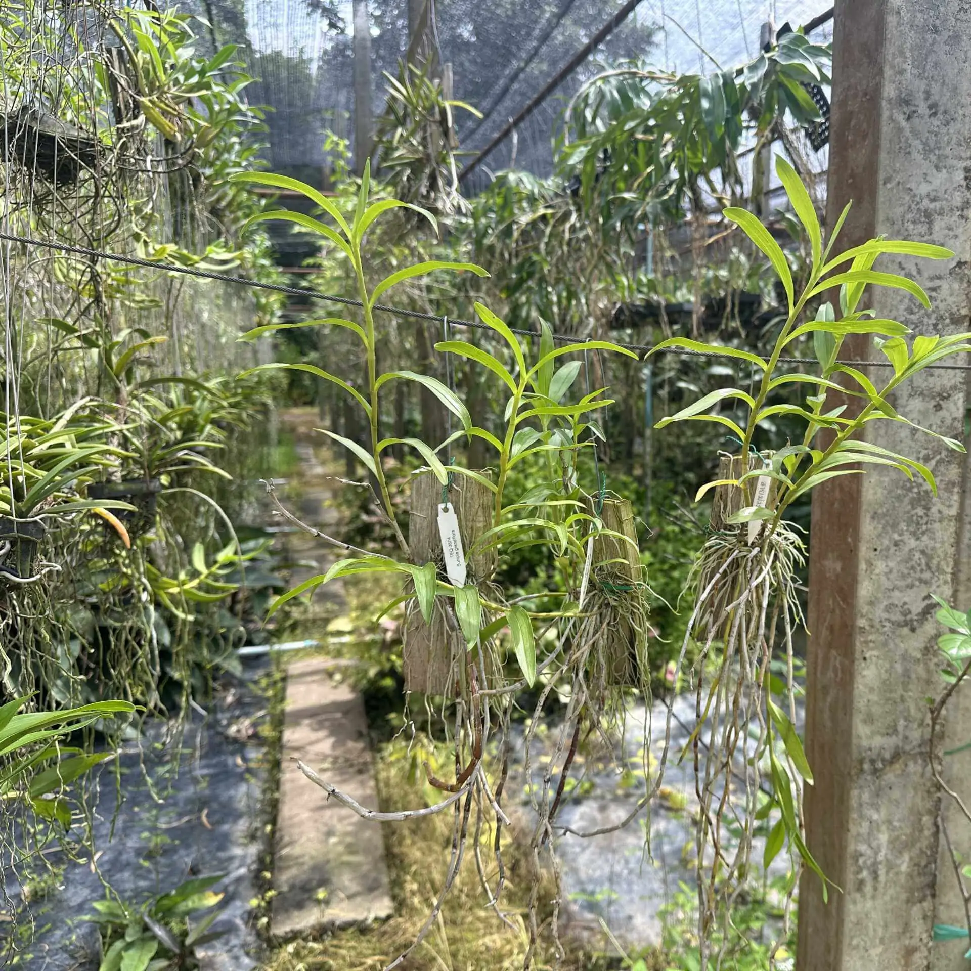 Dendrobium lituiflorum – Buy Online | Sib Orchid Dendrobium lituiflorum