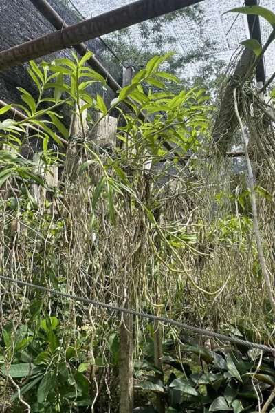 Dendrobium lituiflorum