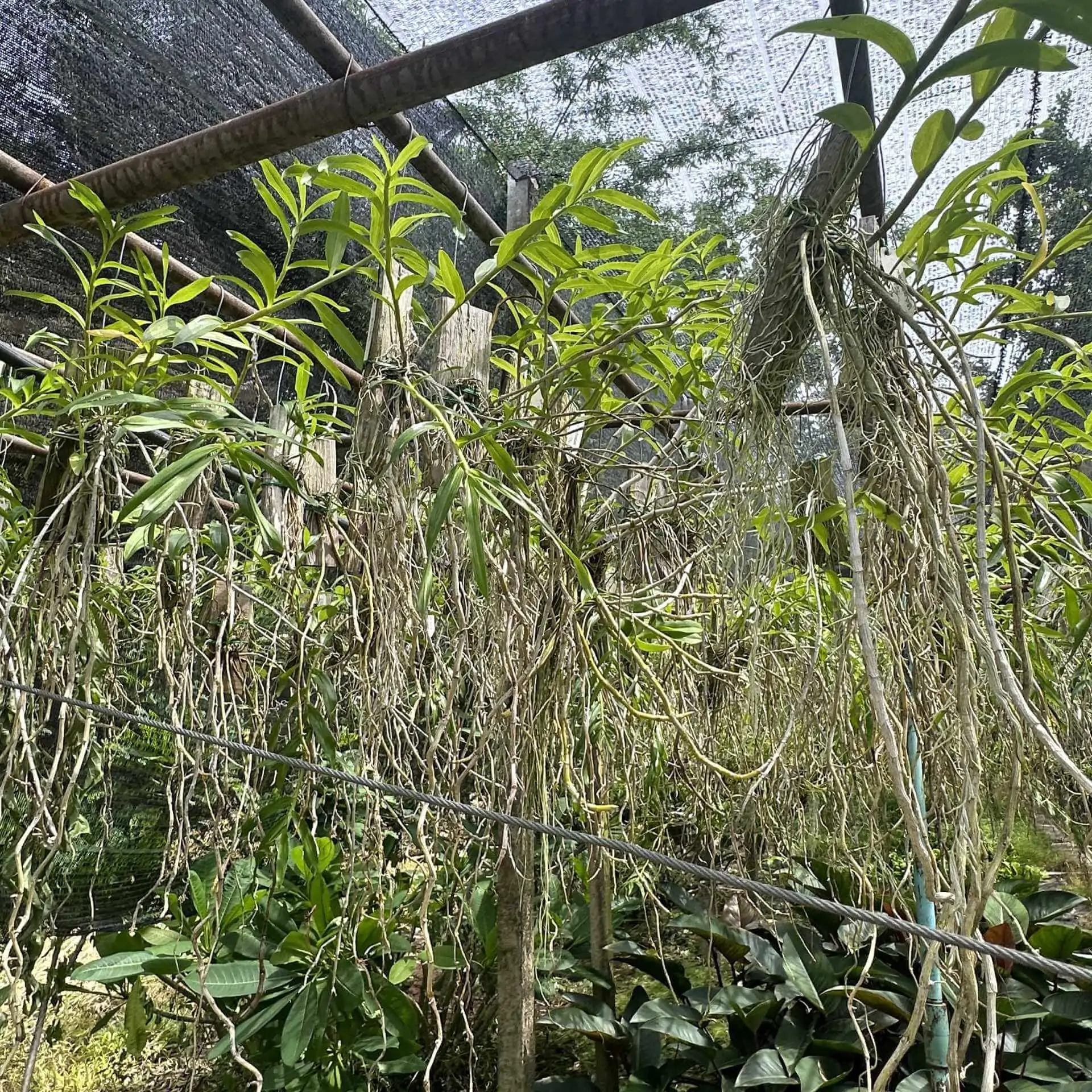 Dendrobium lituiflorum – Buy Online | Sib Orchid Dendrobium lituiflorum