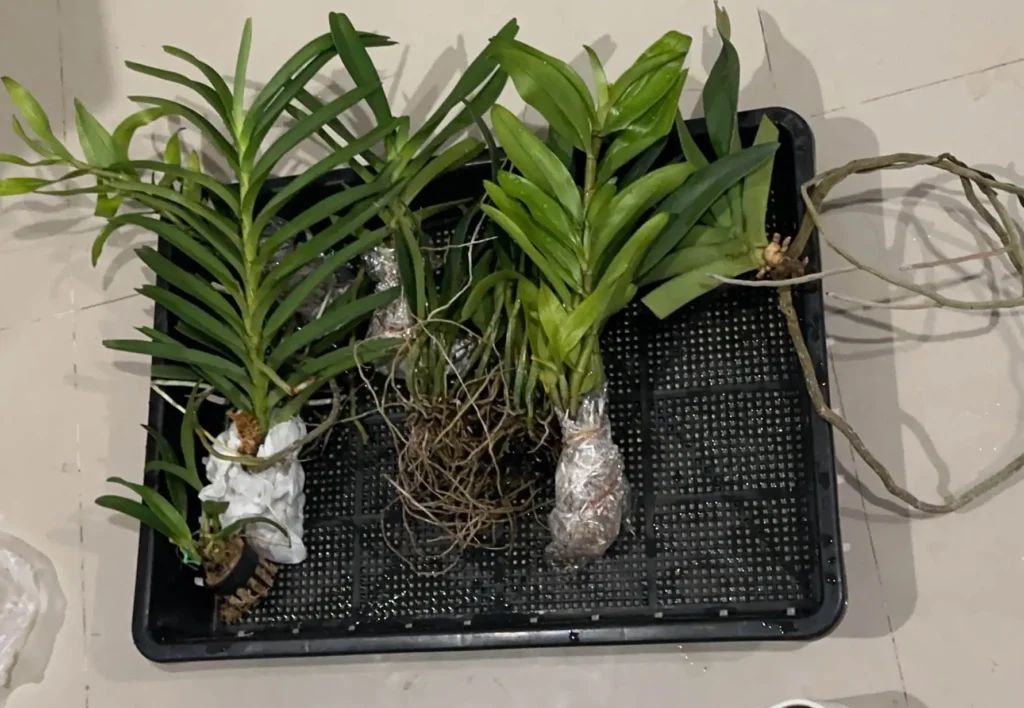 How We Pack Orchids with Clean Treatment and Paper Wrapping orchid plant for sale