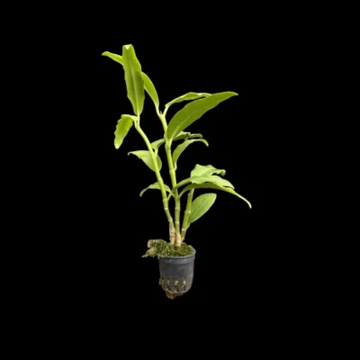 Hoya imperialis white