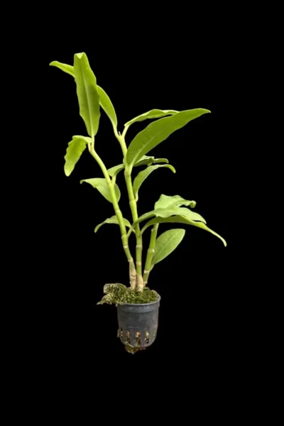 Hoya imperialis white