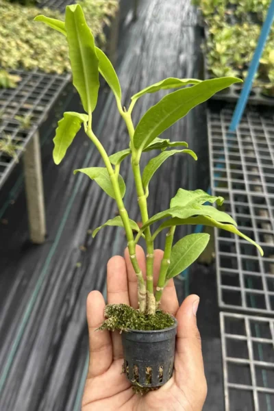 Hoya imperialis white