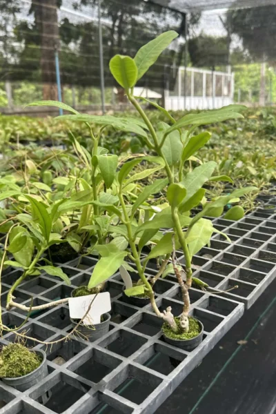 Hoya imperialis white