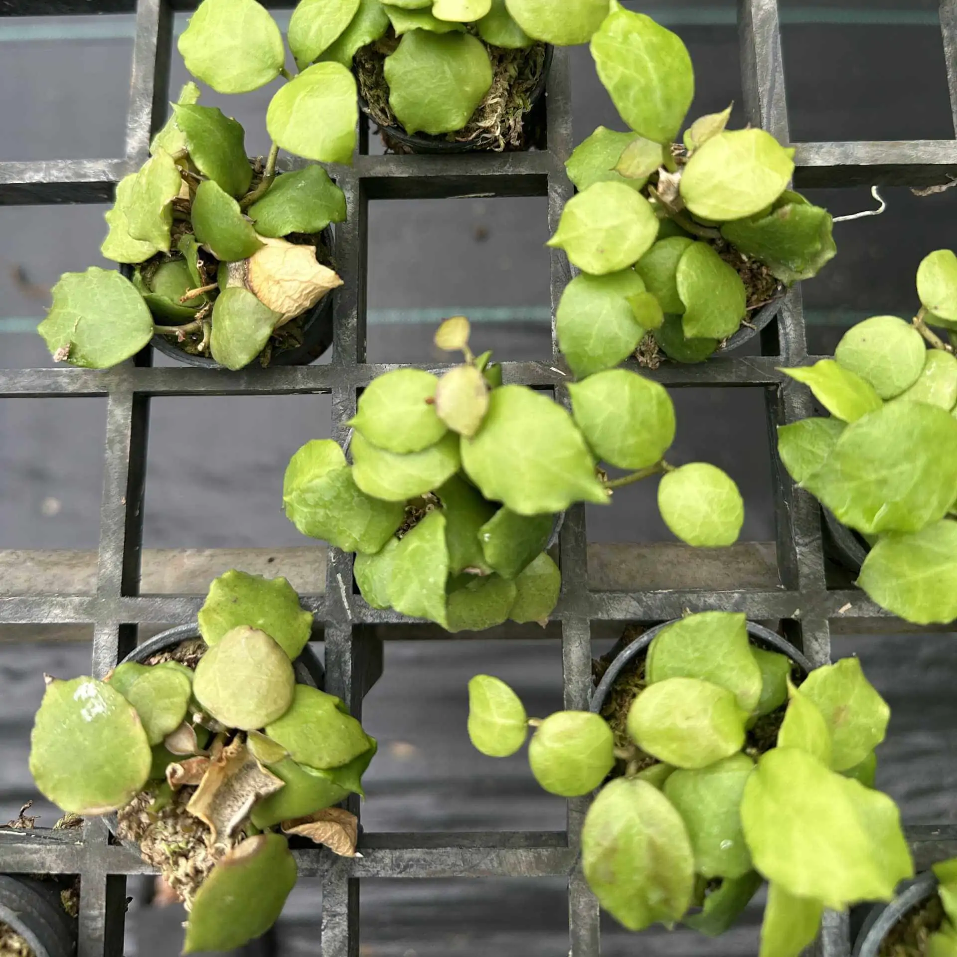 Hoya endauensis – Buy Online | Sib Orchid Hoya endauensis