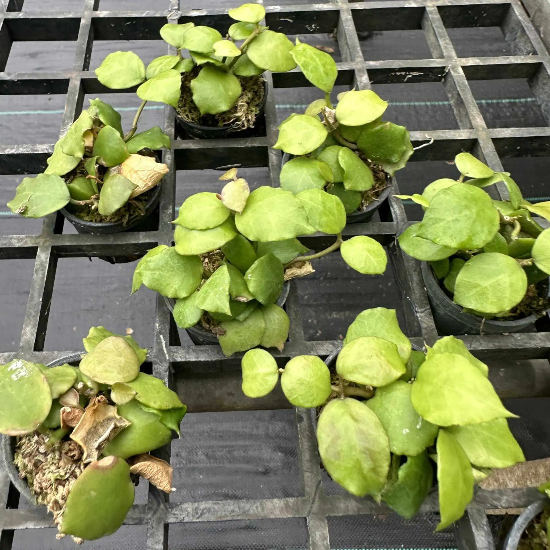 Hoya endauensis – Buy Online | Sib Orchid Hoya endauensis