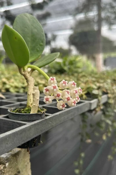 Hoya pachyclada white