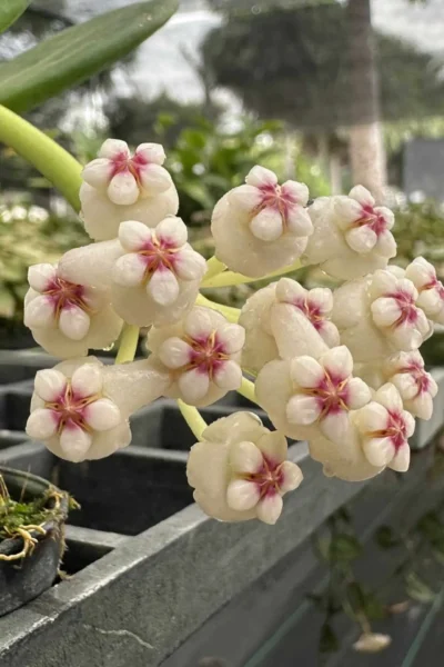 Hoya pachyclada white