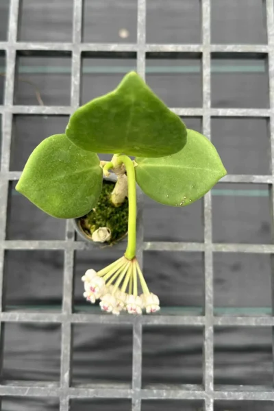 Hoya pachyclada white