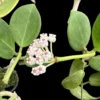 Hoya pachyclada white