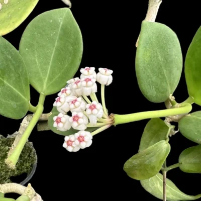 Hoya pachyclada white