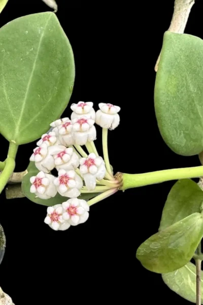 Hoya pachyclada white