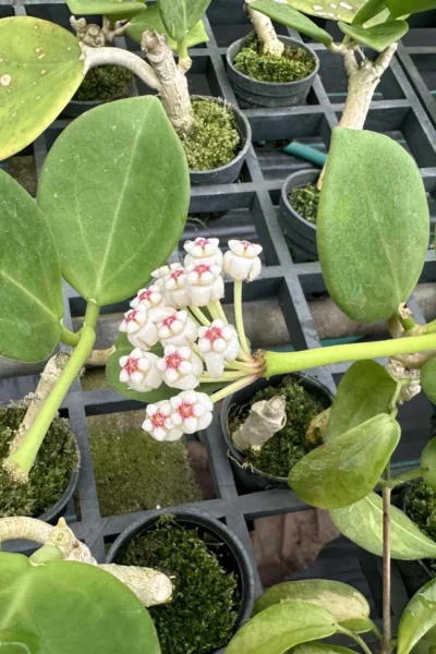 Hoya pachyclada white