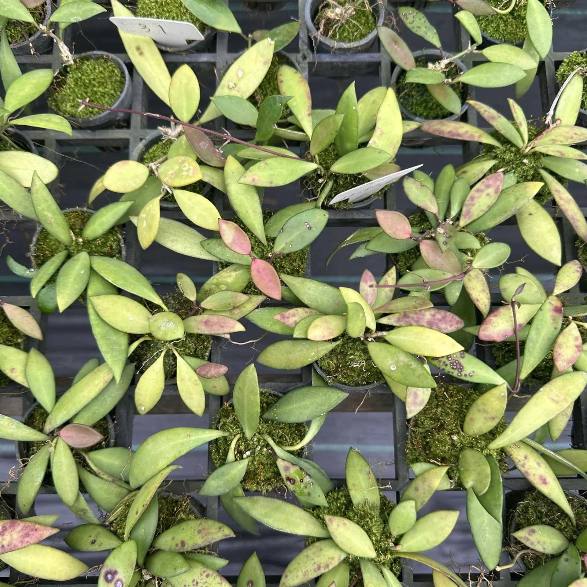 Hoya micrantha – Buy Online | Sib Orchid Hoya micrantha