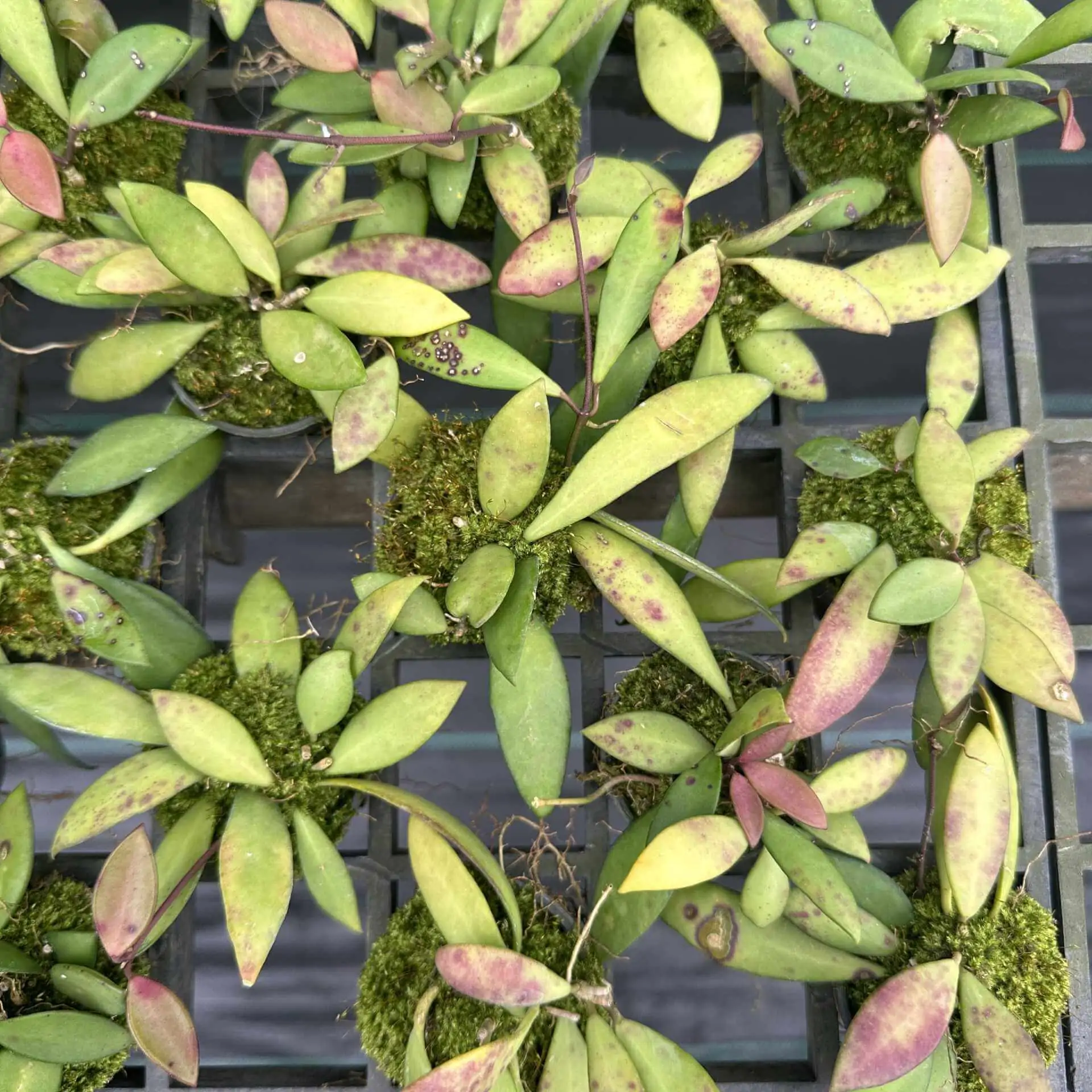 Hoya micrantha – Buy Online | Sib Orchid Hoya micrantha