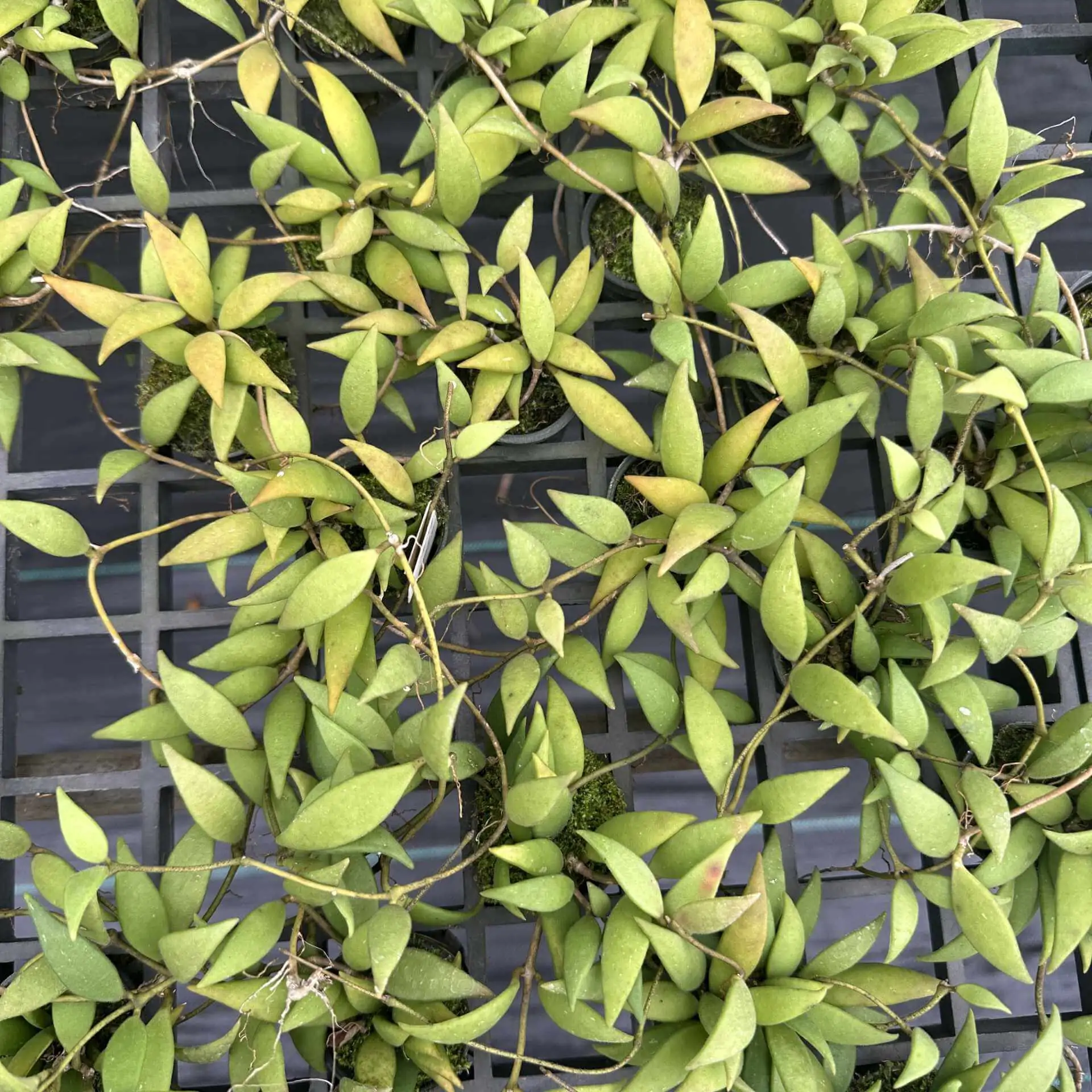 Hoya micrantha – Buy Online | Sib Orchid Hoya micrantha