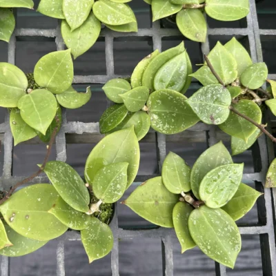 Hoya parasitica heart leaves splash