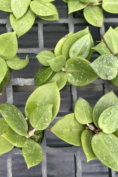 Hoya parasitica heart leaves splash