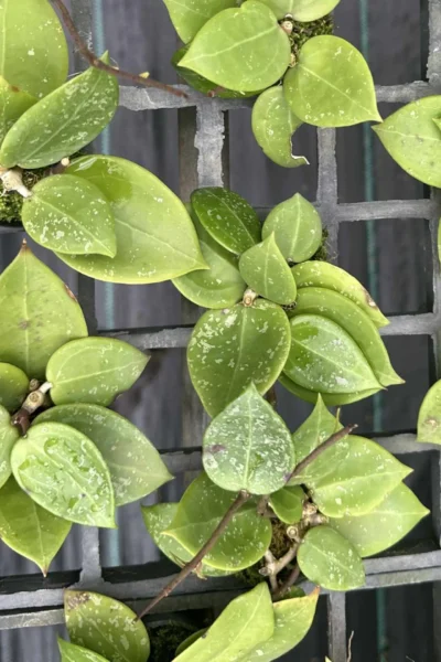 Hoya parasitica heart leaves splash