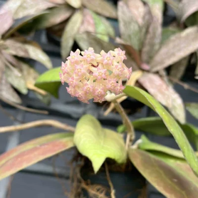 Hoya vitellina splash