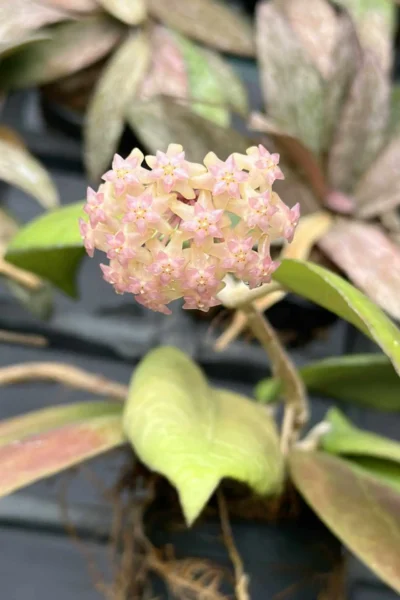 Hoya vitellina splash