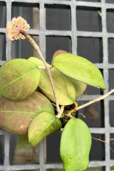 Hoya vitellina splash
