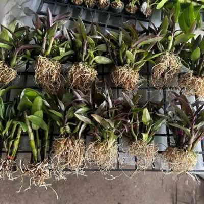 How We Pack Orchids with Clean Treatment and Paper Wrapping